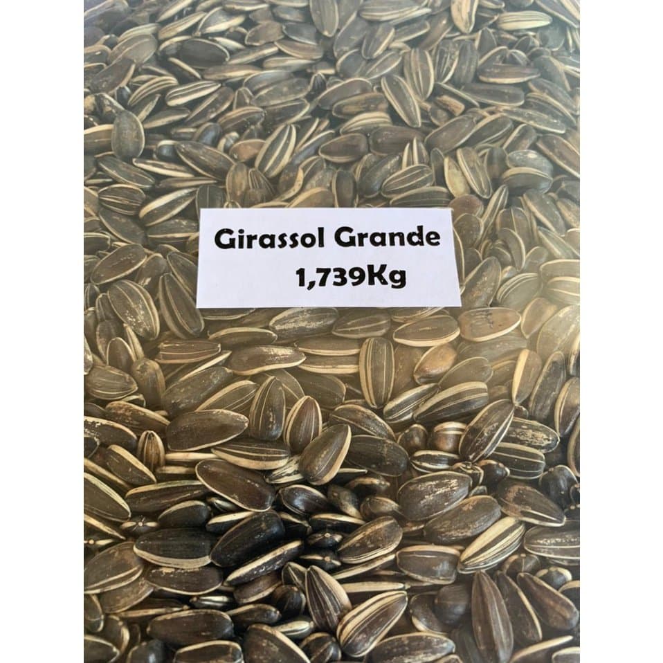 SEMENTE DE GIRASSOL A GRANEL — GRANEL